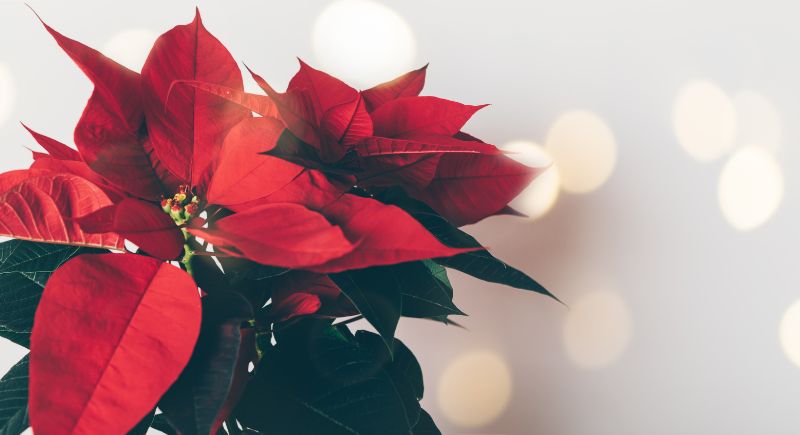 Displaying Poinsettias for Holiday Flair