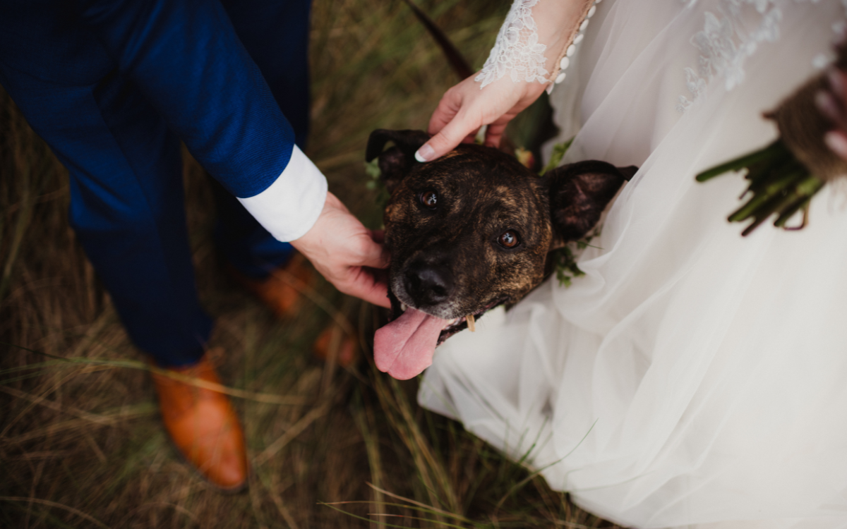 can my dog be a witness at my wedding