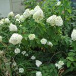 hydrangea white limelight flower comparison